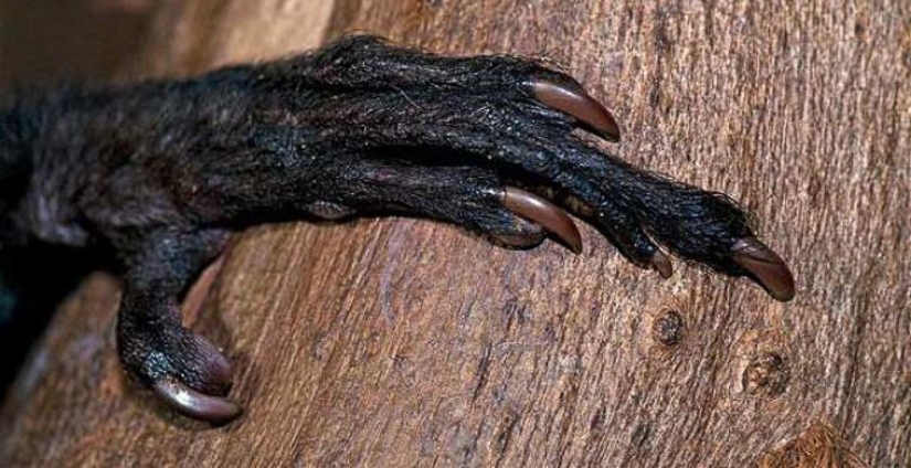 How does a real anti-mi-mi-mi