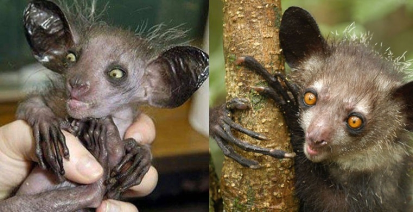 How does a real anti-mi-mi-mi