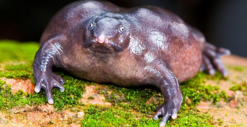 How does a real anti-mi-mi-mi