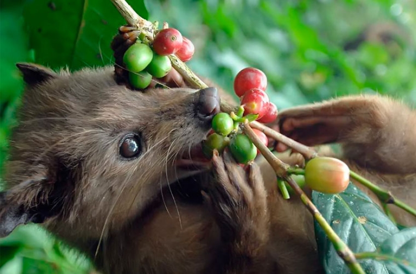 How is it that the most expensive coffee in the world is extracted from the excrement of a marten?