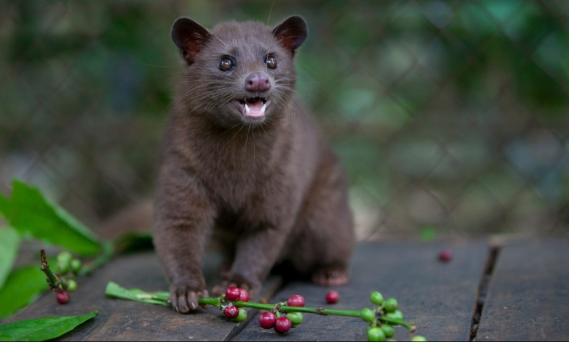 How is it that the most expensive coffee in the world is extracted from the excrement of a marten?