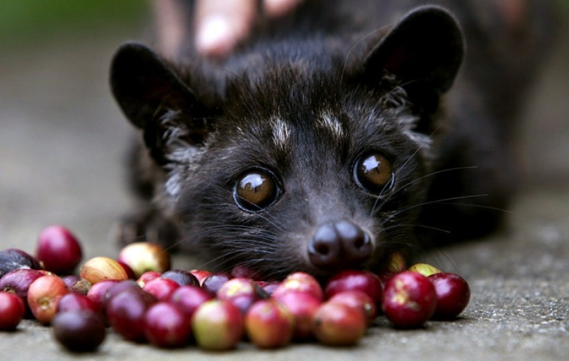 How is it that the most expensive coffee in the world is extracted from the excrement of a marten?