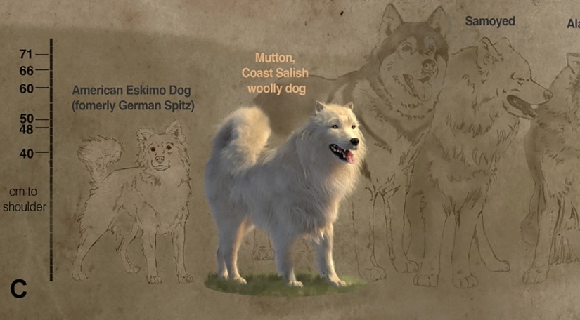 How Little Fluffy Dogs Saved Indians From the Cold for Centuries