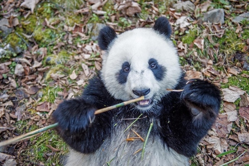 How pandas are raised in Sichuan Province How pandas are raised in Sichuan Province