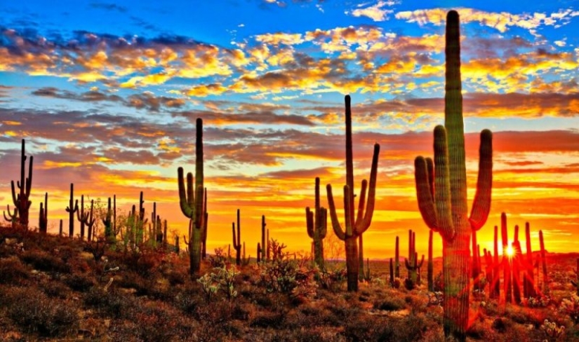 How the Saguaro giant blooms - the largest cactus on the planet