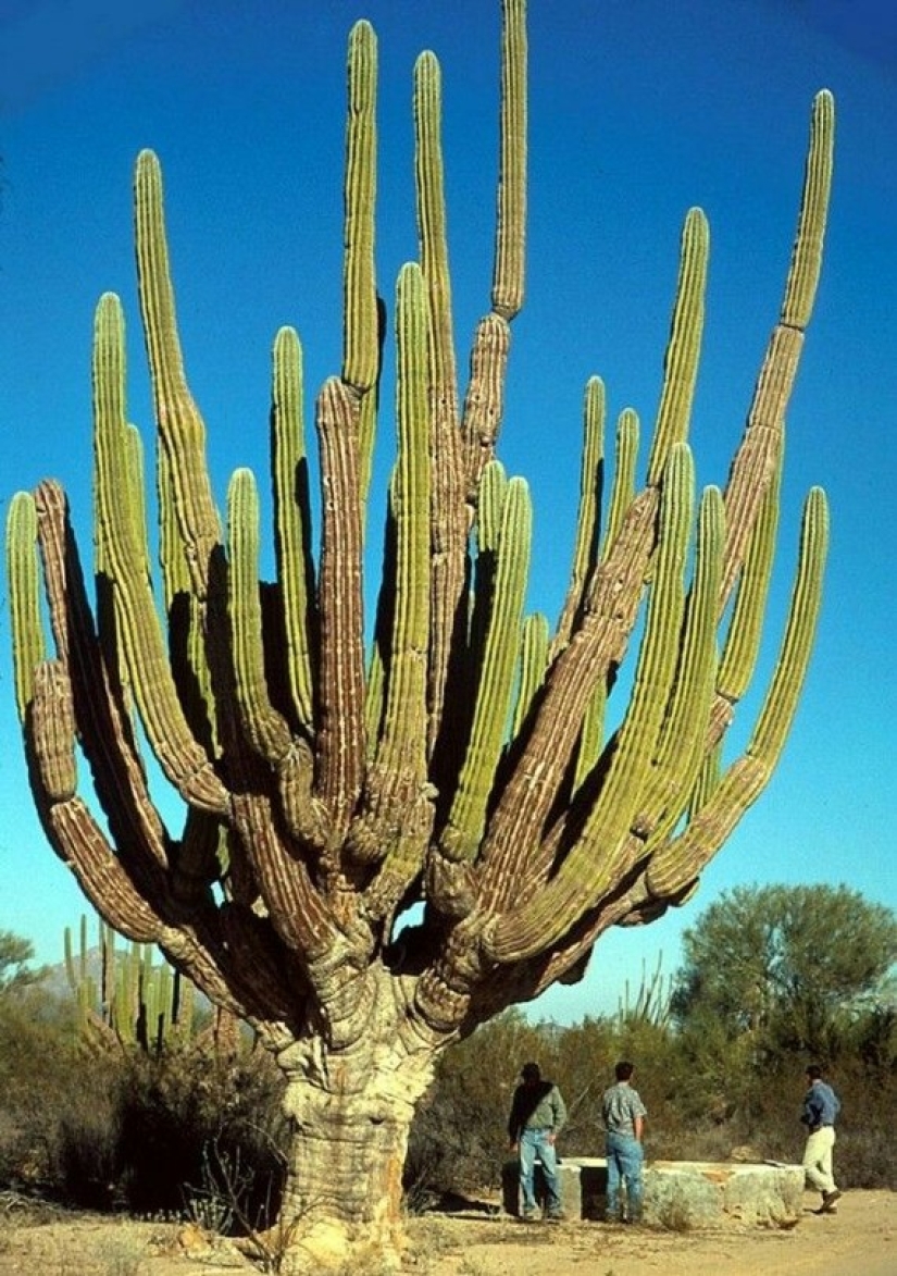 How the Saguaro giant blooms - the largest cactus on the planet