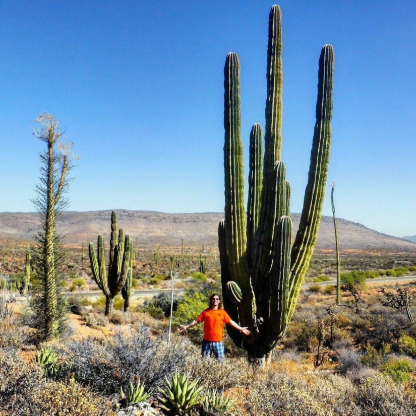 How the Saguaro giant blooms - the largest cactus on the planet