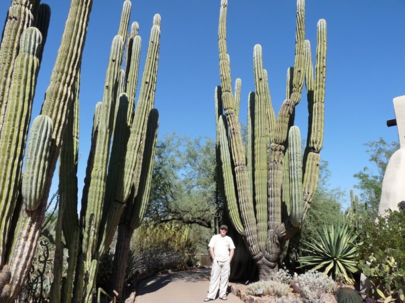How the Saguaro giant blooms - the largest cactus on the planet
