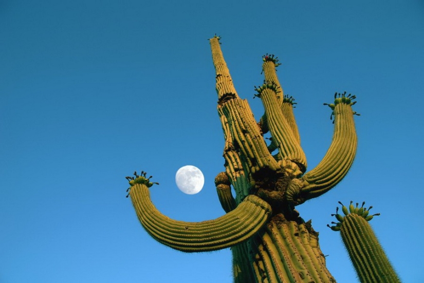 How the Saguaro giant blooms - the largest cactus on the planet