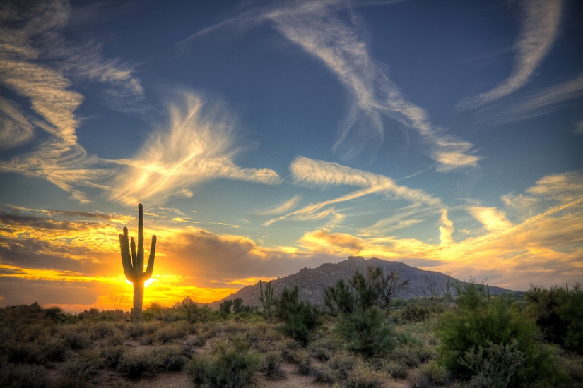 How the Saguaro giant blooms - the largest cactus on the planet