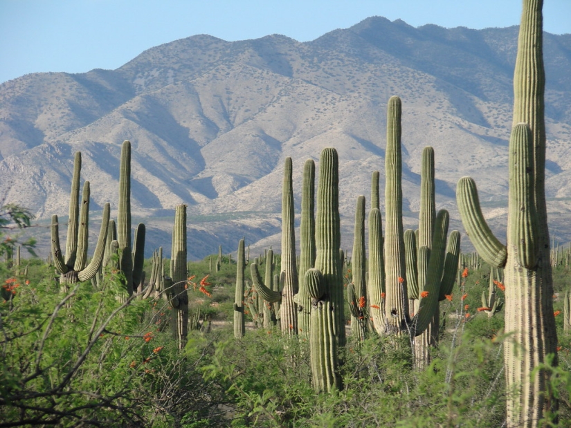 How the Saguaro giant blooms - the largest cactus on the planet