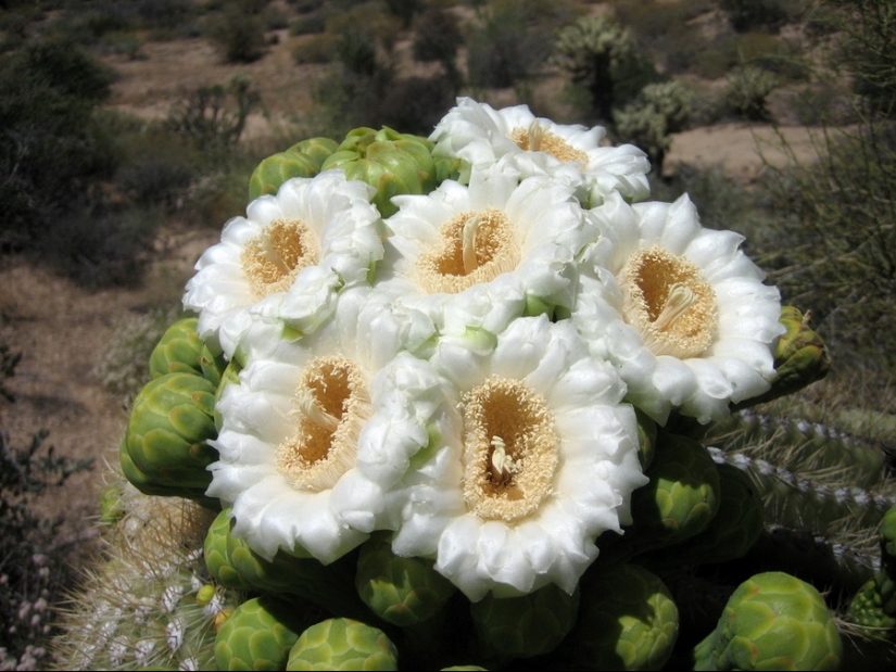 How the Saguaro giant blooms - the largest cactus on the planet
