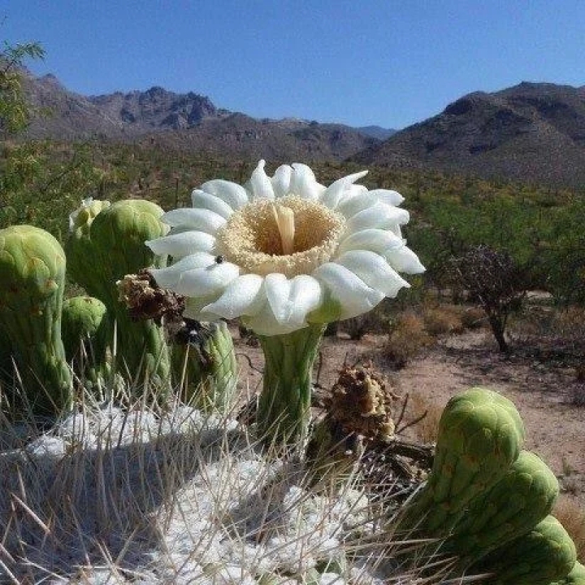 How the Saguaro giant blooms - the largest cactus on the planet