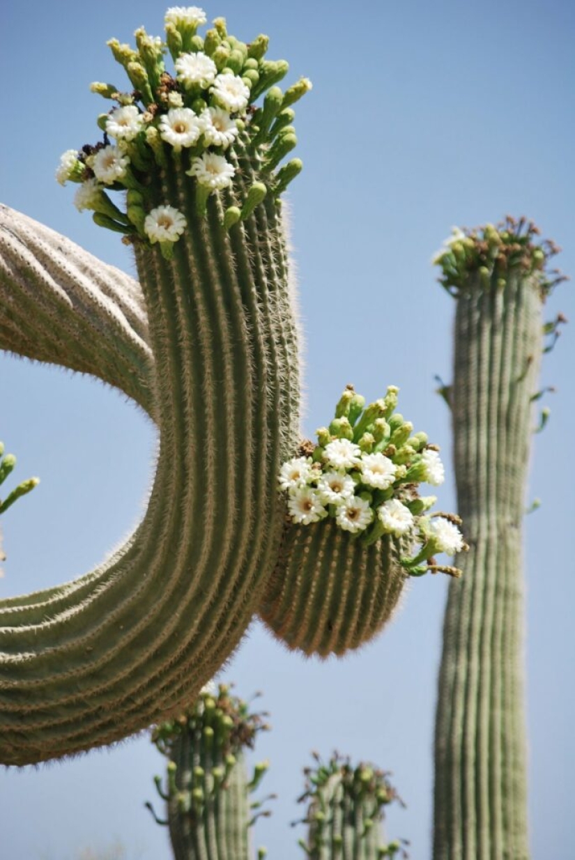 How the Saguaro giant blooms - the largest cactus on the planet