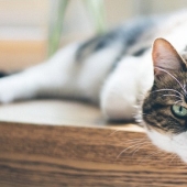 How to determine old age in a cat and how it differs from dog old age