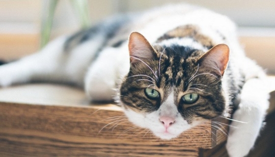 How to determine old age in a cat and how it differs from dog old age