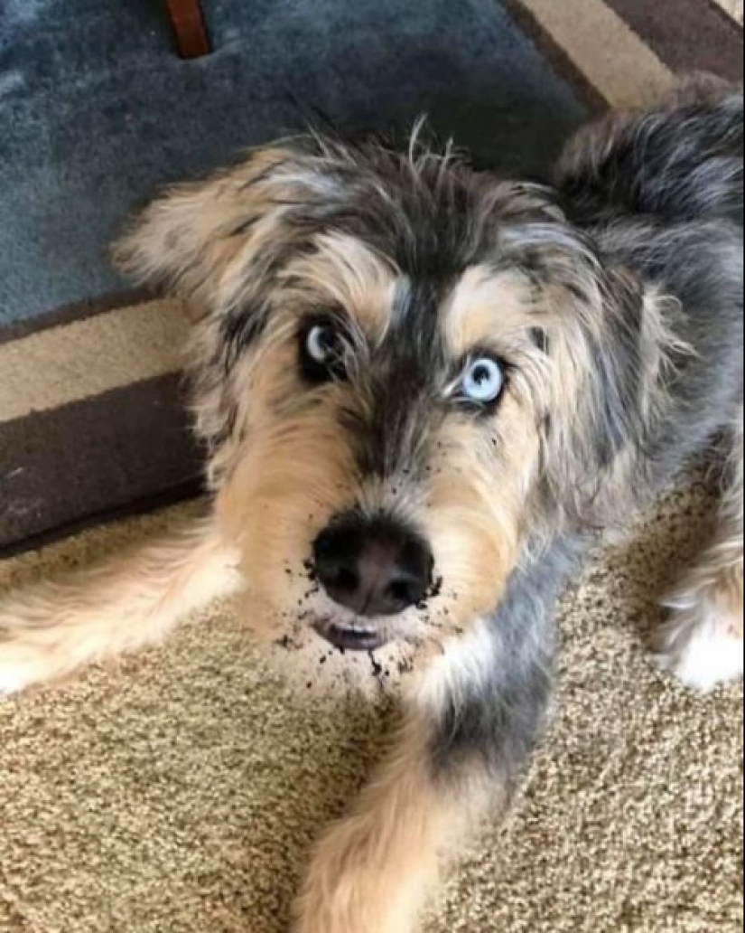 How to look like a cross between a husky and other dog breeds How to look like a cross between a husky and other dog breeds