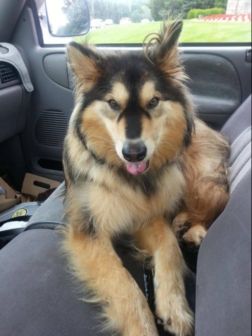 How to look like a cross between a husky and other dog breeds How to look like a cross between a husky and other dog breeds