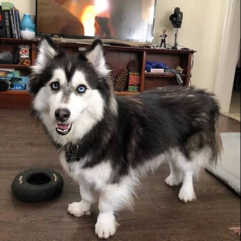 How to look like a cross between a husky and other dog breeds How to look like a cross between a husky and other dog breeds