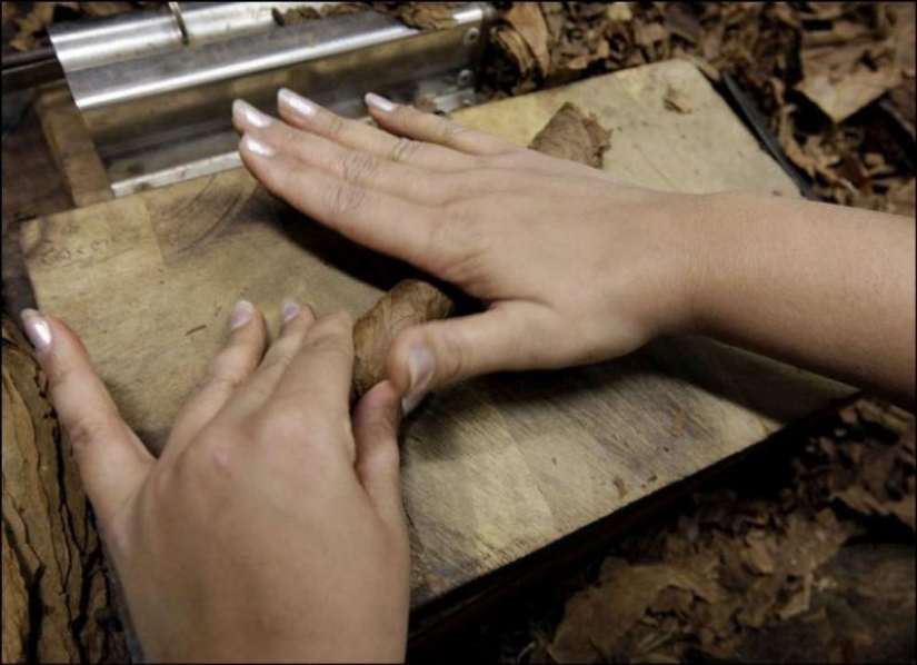 How to make the best Cuban cigars How to make the best Cuban cigars