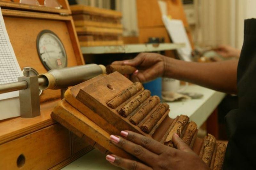 How to make the best Cuban cigars How to make the best Cuban cigars