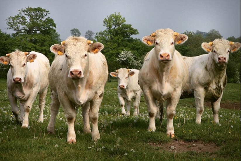 How to save the planet: 20 simple things anyone can do How to save the planet: 20 simple things anyone can do