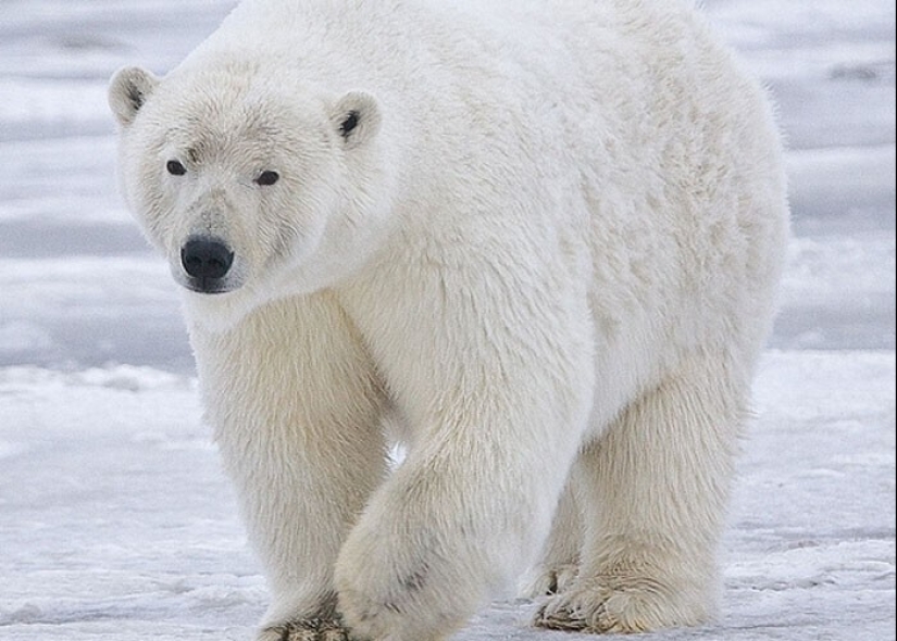 "Hoy me enteré de eso..."30 datos fascinantes sobre todo "Hoy me enteré de eso..."30 datos fascinantes sobre todo