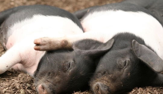 Hug Day for Our Little Brothers Hug Day for Our Little Brothers