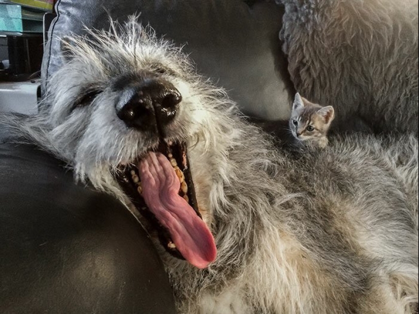 Huge, funny, kind: 45 Irish wolfhounds that will impress with their size