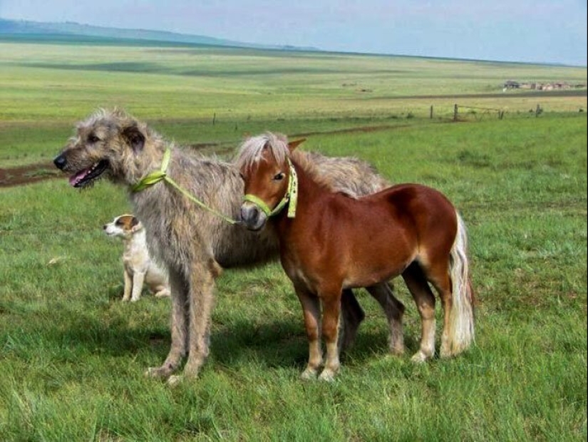 Huge, funny, kind: 45 Irish wolfhounds that will impress with their size