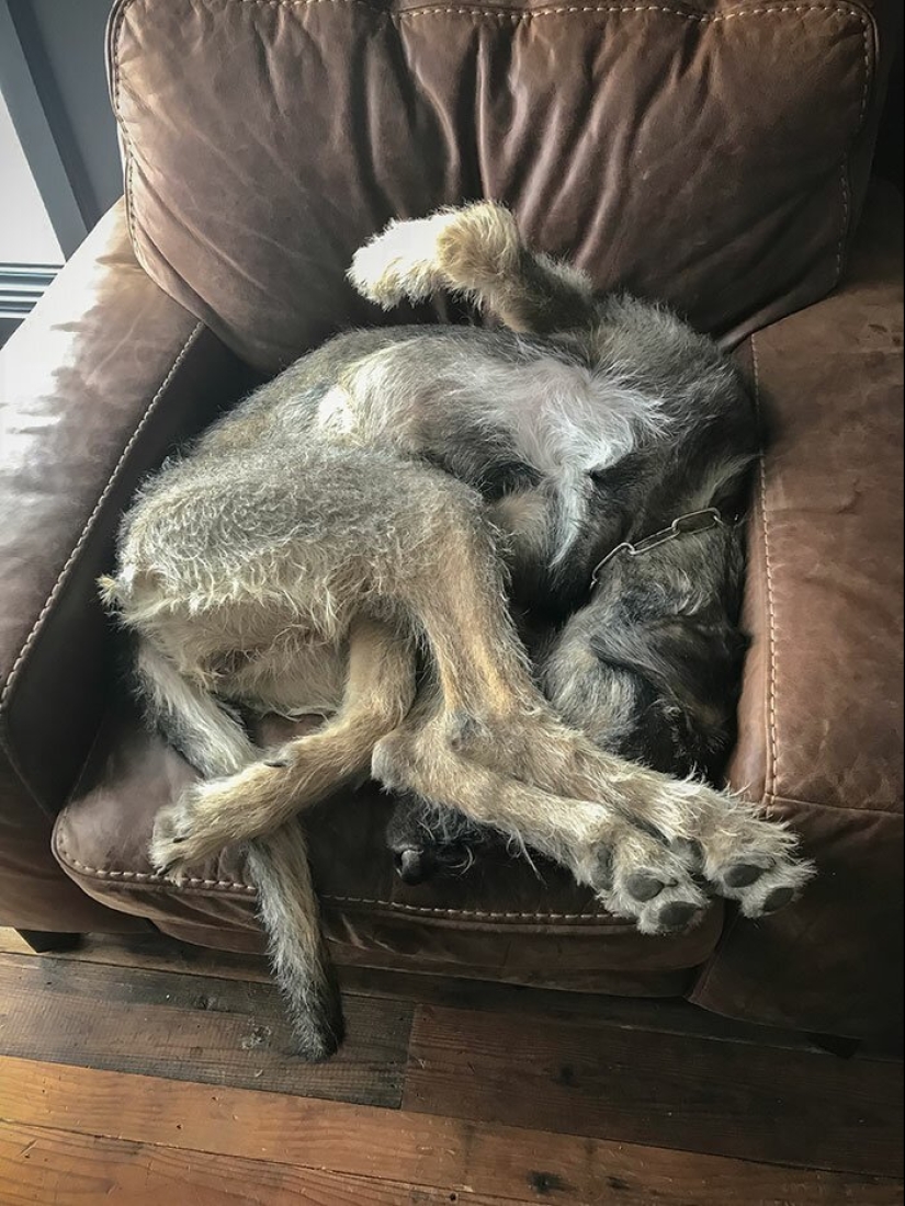 Huge, funny, kind: 45 Irish wolfhounds that will impress with their size