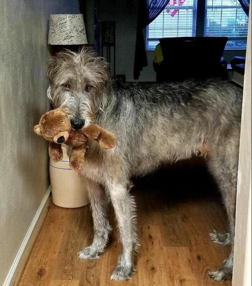 Huge, funny, kind: 45 Irish wolfhounds that will impress with their size