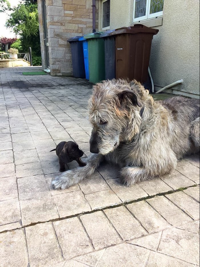 Huge, funny, kind: 45 Irish wolfhounds that will impress with their size