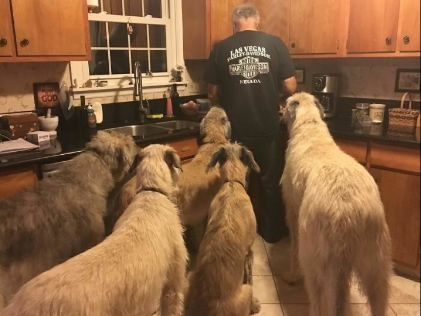 Huge, funny, kind: 45 Irish wolfhounds that will impress with their size