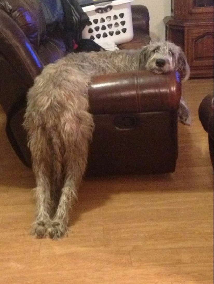 Huge, funny, kind: 45 Irish wolfhounds that will impress with their size