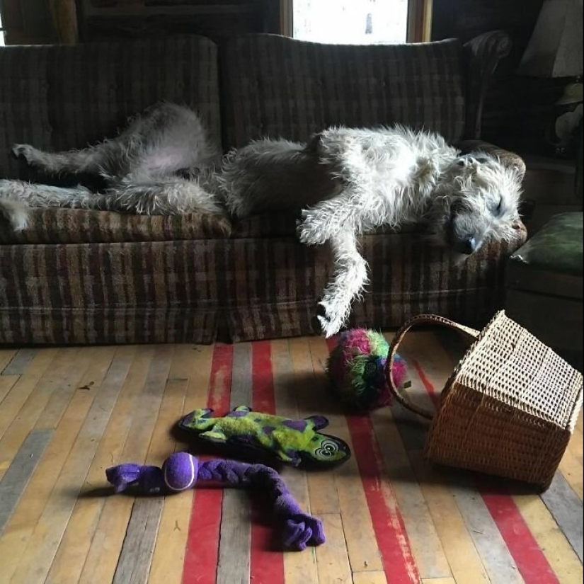 Huge, funny, kind: 45 Irish wolfhounds that will impress with their size