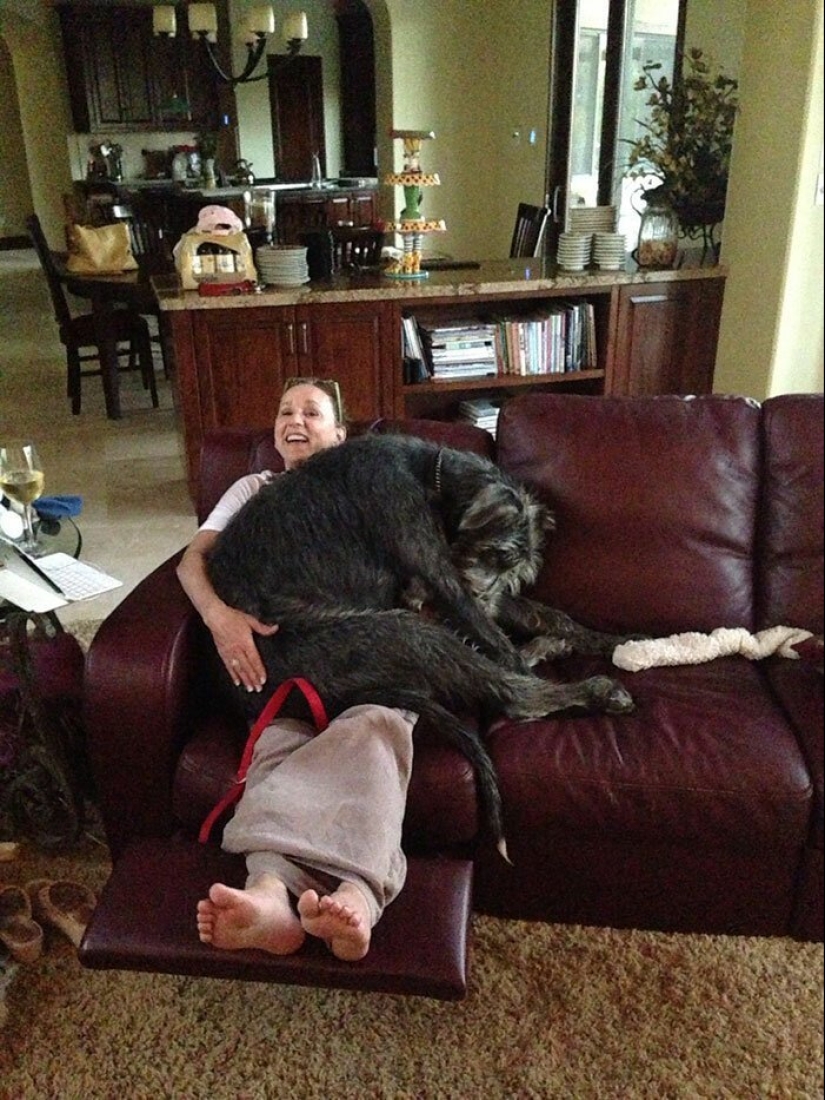 Huge, funny, kind: 45 Irish wolfhounds that will impress with their size