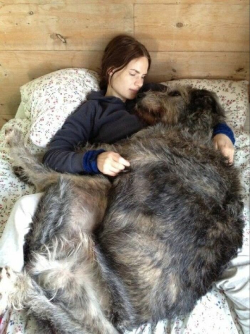 Huge, funny, kind: 45 Irish wolfhounds that will impress with their size