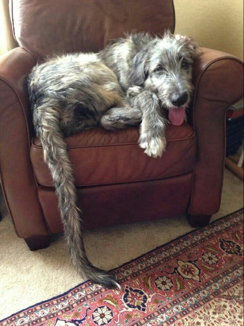 Huge, funny, kind: 45 Irish wolfhounds that will impress with their size