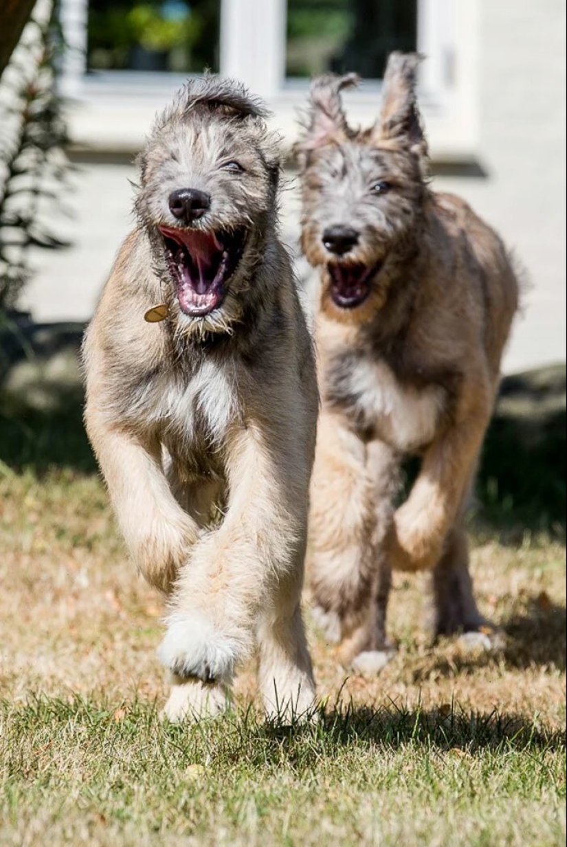 Huge, funny, kind: 45 Irish wolfhounds that will impress with their size