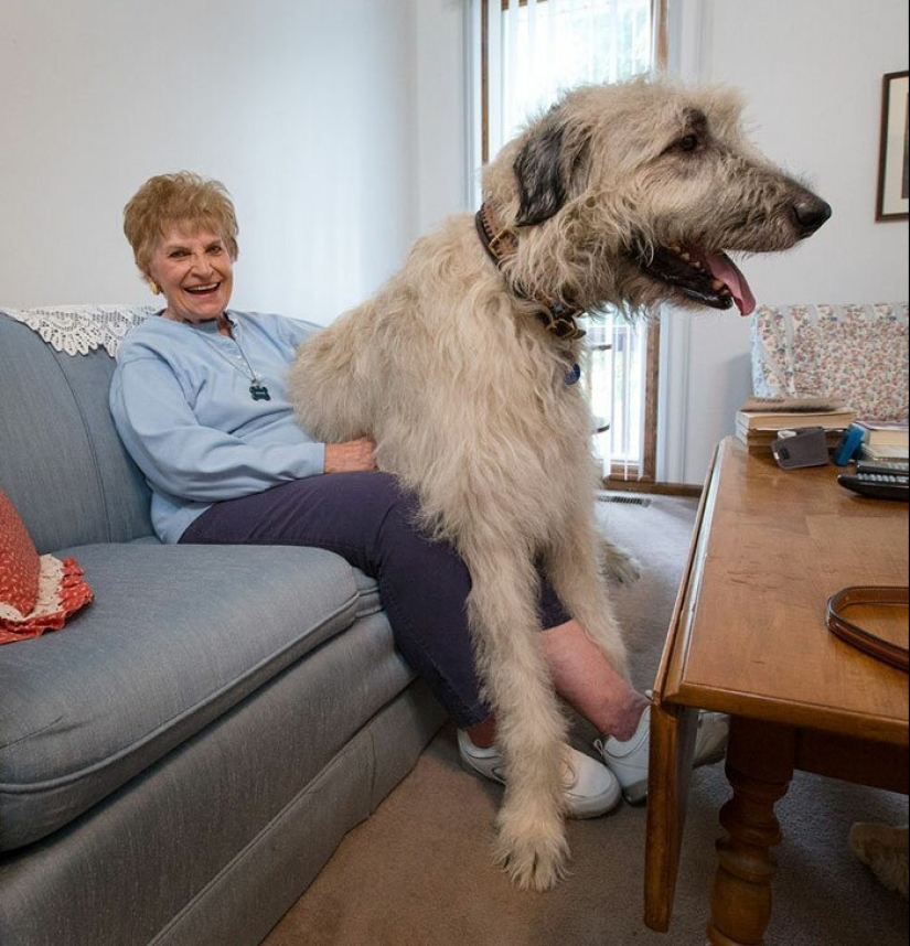 Huge, funny, kind: 45 Irish wolfhounds that will impress with their size