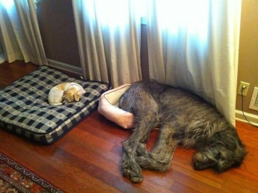 Huge, funny, kind: 45 Irish wolfhounds that will impress with their size