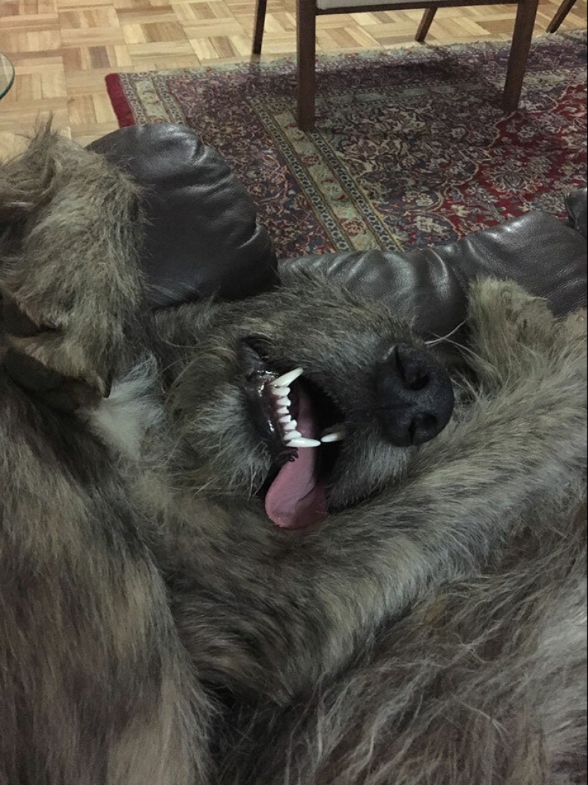 Huge, funny, kind: 45 Irish wolfhounds that will impress with their size