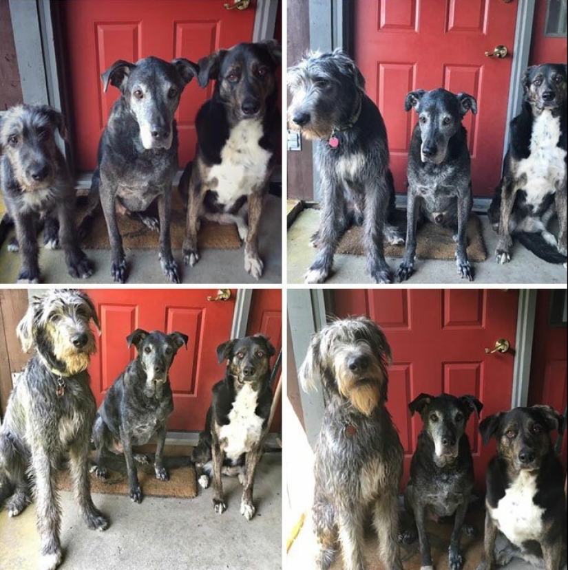 Huge, funny, kind: 45 Irish wolfhounds that will impress with their size