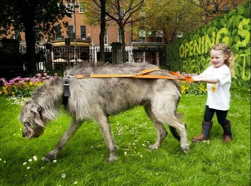 Huge, funny, kind: 45 Irish wolfhounds that will impress with their size