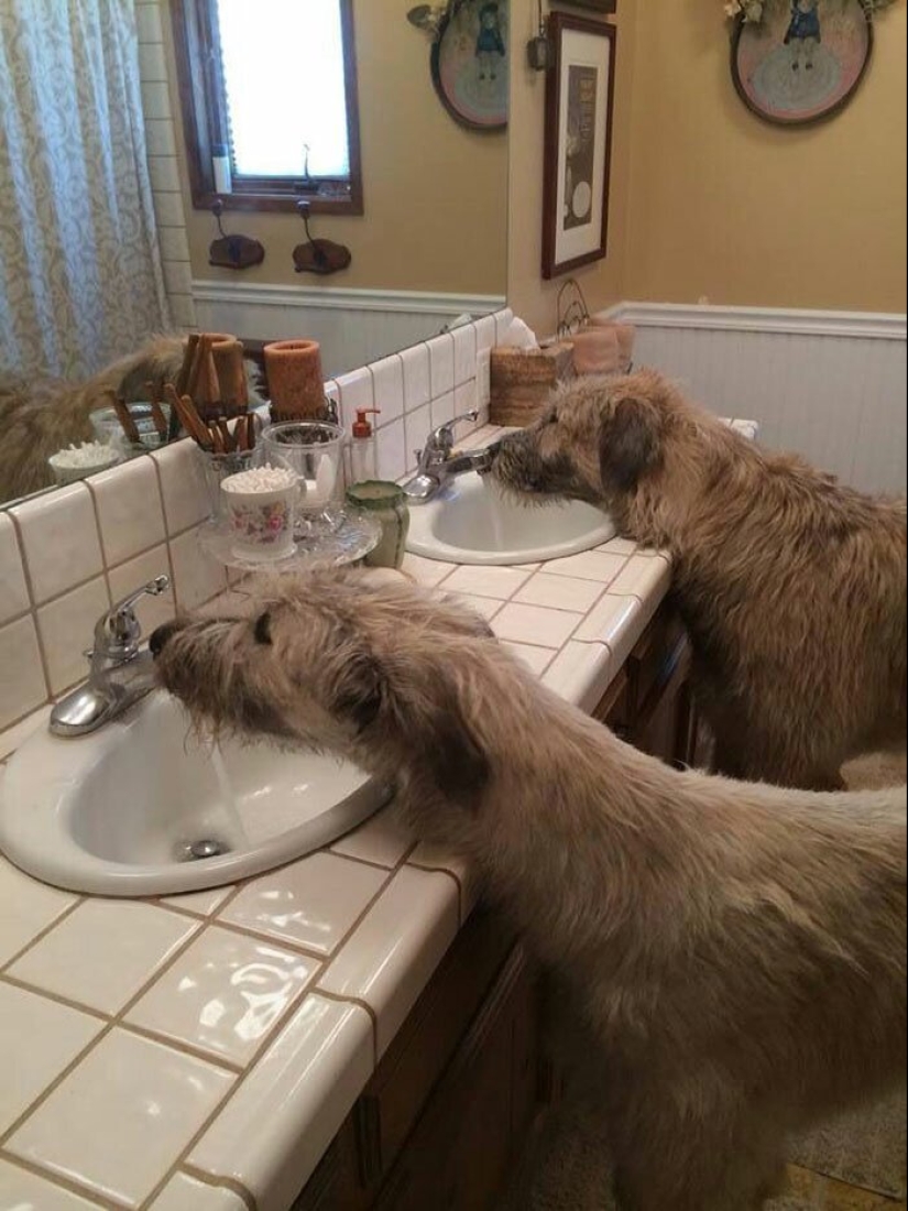 Huge, funny, kind: 45 Irish wolfhounds that will impress with their size