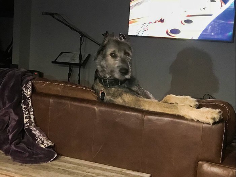 Huge, funny, kind: 45 Irish wolfhounds that will impress with their size