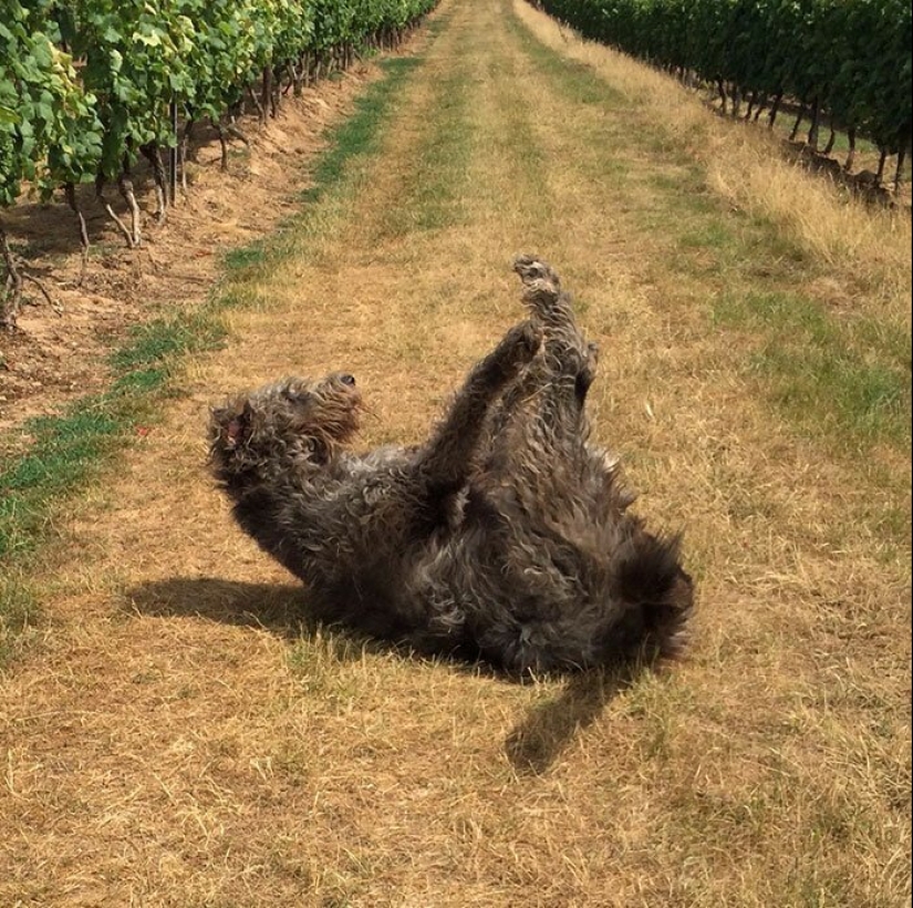 Huge, funny, kind: 45 Irish wolfhounds that will impress with their size