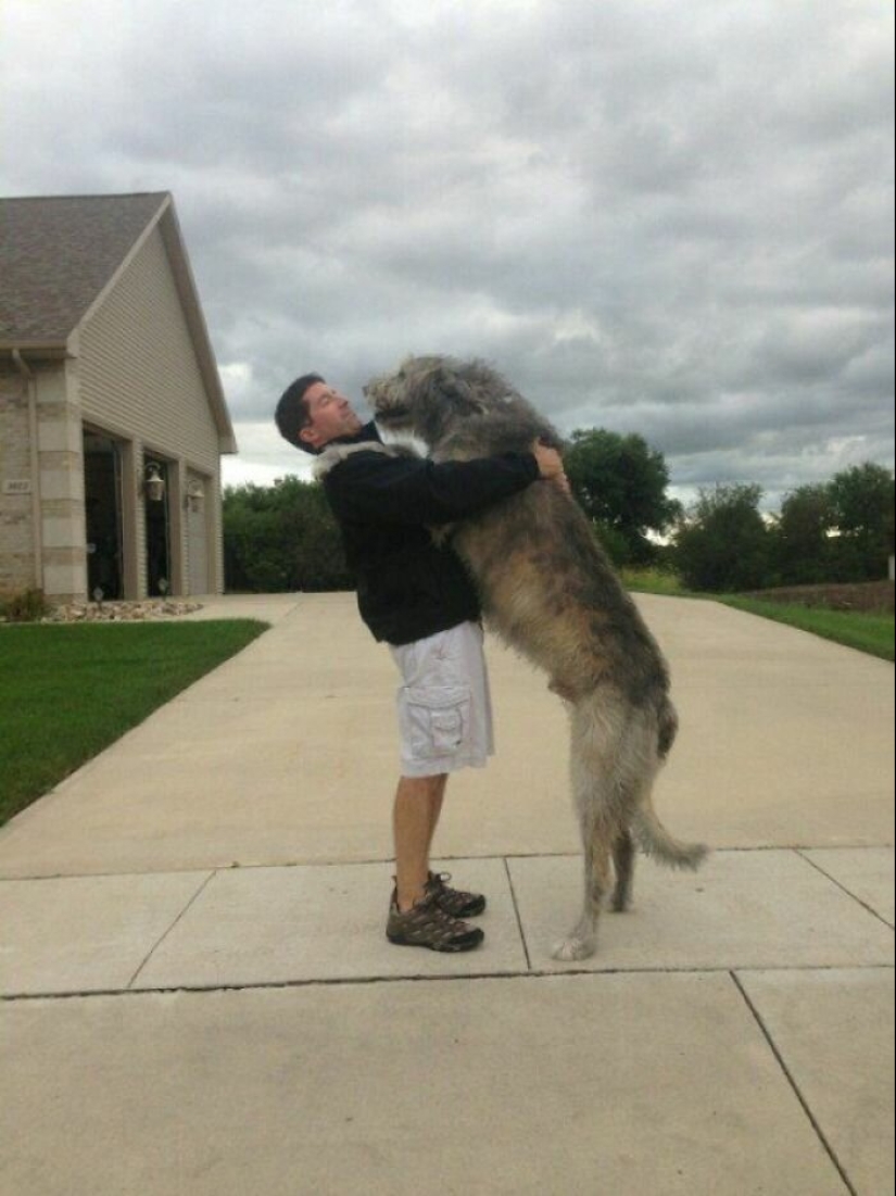 Huge, funny, kind: 45 Irish wolfhounds that will impress with their size