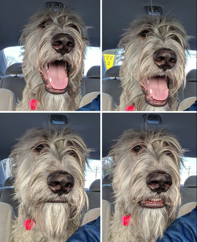 Huge, funny, kind: 45 Irish wolfhounds that will impress with their size